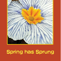 Frühlingsblütenbunte Blume