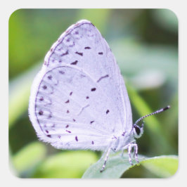 Frühlingsblutsticker Quadratischer Aufkleber