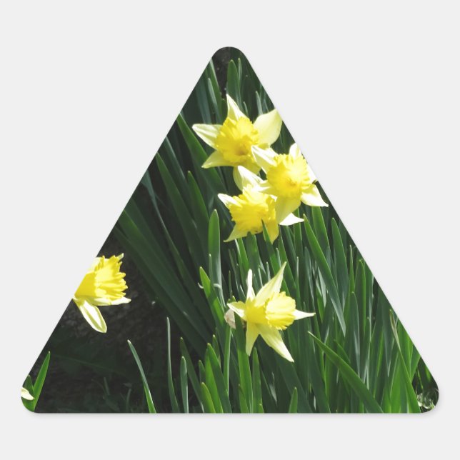 Frühlingsdaffodien Dreieckiger Aufkleber (Vorderseite)