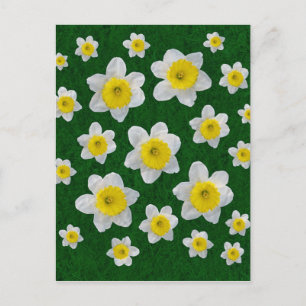 Frühlingsdaffodien Postkarte