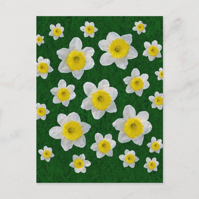 Frühlingsdaffodien Postkarte (Vorderseite)