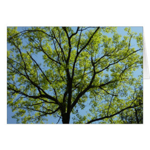 Frühlingseichenbaum Lebendige Natur