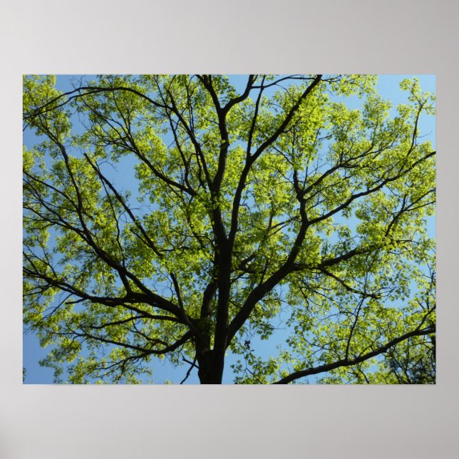 Frühlingseichenbaum Lebendige Natur Poster (Vorne)
