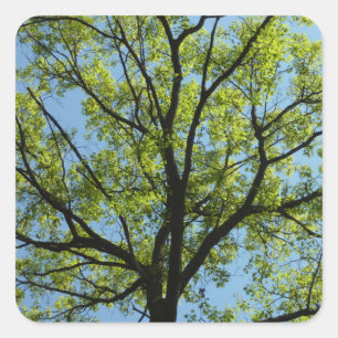 Frühlingseichenbaum Lebendige Natur Quadratischer Aufkleber