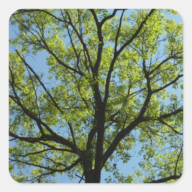 Frühlingseichenbaum Lebendige Natur Quadratischer Aufkleber (Vorderseite)