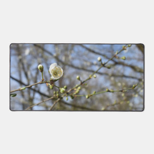 Frühlingserwachen, Blütenkarte der Wildkirsche Schreibtischunterlage