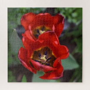 Frühlingserwachen, Tulips