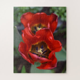 Frühlingserwachen, Tulips