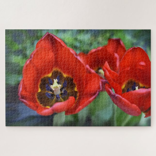 Frühlingserwachen, Tulips (Horizontal)