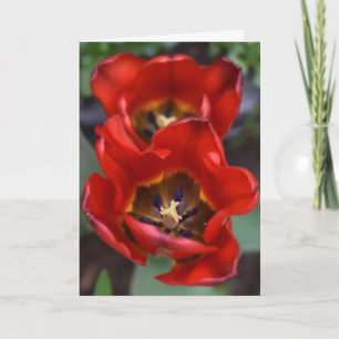Frühlingserwachen, Tulips Karte