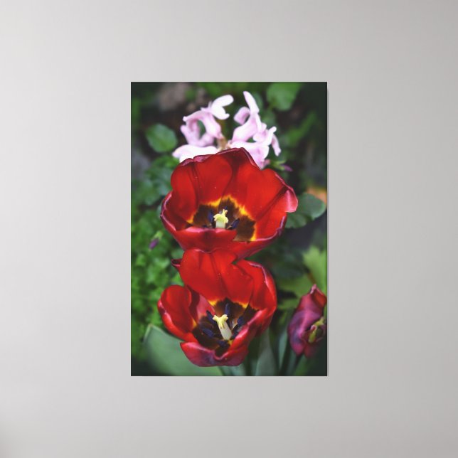 Frühlingserwachen, Tulips Leinwanddruck (Vorderseite)