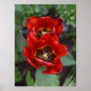 Frühlingserwachen, Tulips Poster