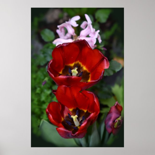 Frühlingserwachen, Tulips Poster (Vorne)