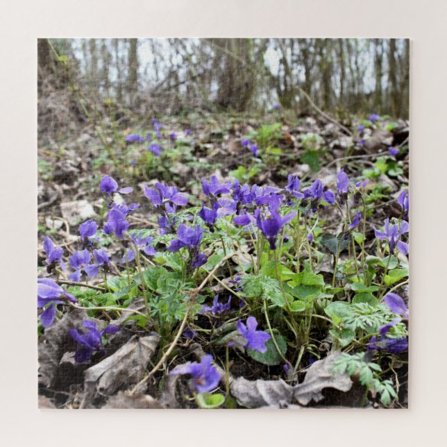 Frühlingserwachen , Waldbrände , Blume , März Veil (Horizontal)