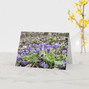 Frühlingserwachen , Waldbrände , Blume , März Veil Karte