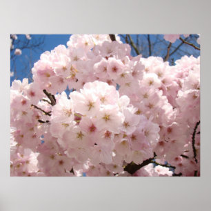 Frühlingsflorale Kunstplakate Rosa Baumblüten Poster