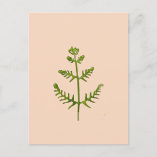 Frühlingsgrün  postkarte