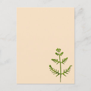 Frühlingsgrün postkarte