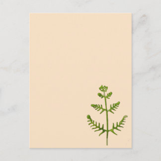 Frühlingsgrün  postkarte