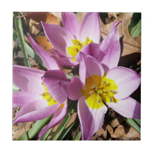Frühlingshafte rosa Krokusse Fliese