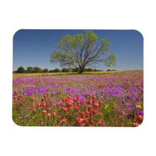 Frühlingshambäume, die in Wildblumen wachsen, Magnet
