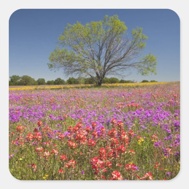 Frühlingshambäume, die in Wildblumen wachsen, Quadratischer Aufkleber (Vorderseite)