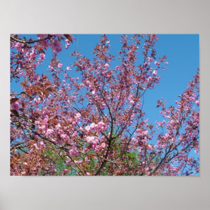 Frühlingshirschblütenbaum am blauen Himmel Poster