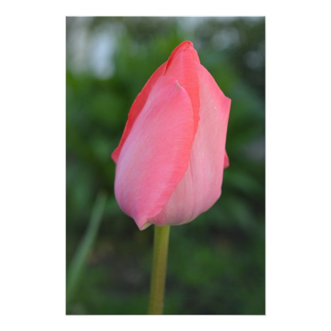 Frühlingshirsche Tulpe Blume Foto Kunst. (Vorne)