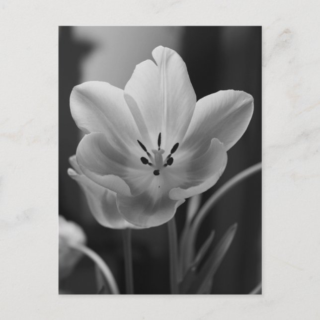 Frühlingshupe in monochromen Postkarten (Vorderseite)