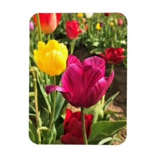 Frühlingshuppen, Oregon Magnet