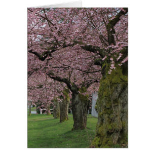 Frühlingskirschblüten