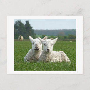 Frühlingsleder Postkarte