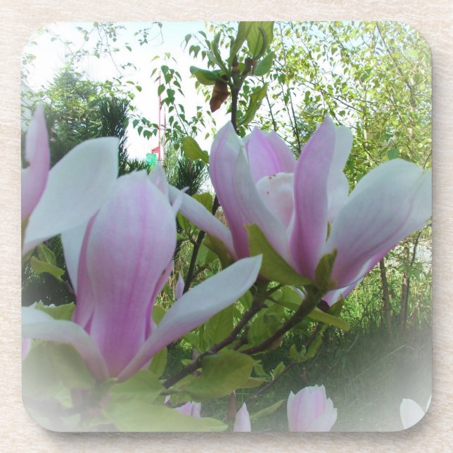 Frühlingsmagnolische Blume Untersetzer (Vorderseite)
