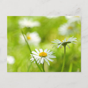 Frühlingsmänner nah postkarte
