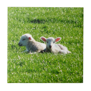 Frühlingsmehlen in der Sunshine Cornwall England Fliese