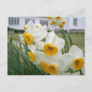 Frühlingsnarzissen in Blüte Floralgarten Postkarte