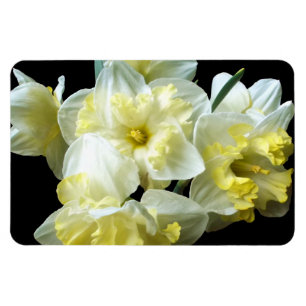 Frühlingsnarzissen Weiße Gelbe Narzissenblumen Magnet