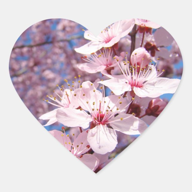 Frühlingspink Bäume Blossom Blume Aufkleber Siegel (Vorderseite)