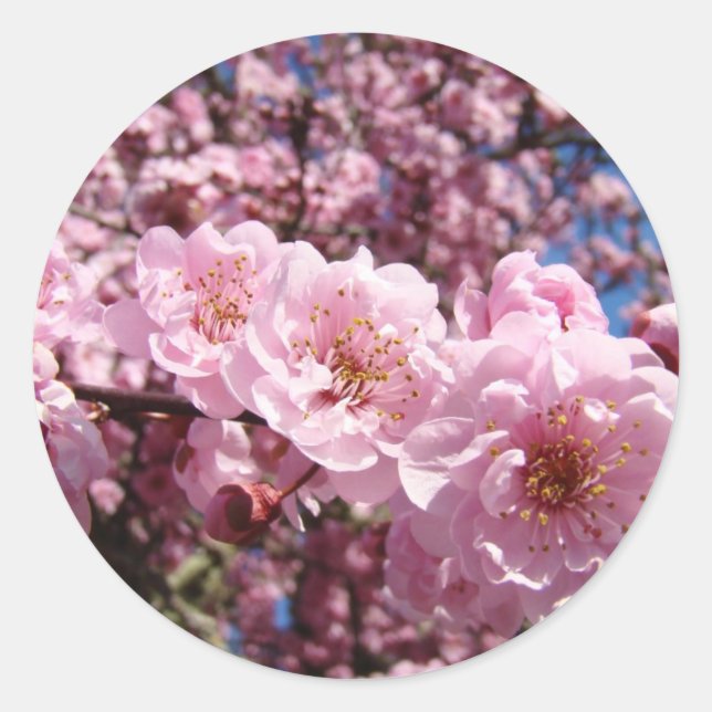 Frühlingspink Blütenblüten Aufkleber Siegel Blume (Vorderseite)