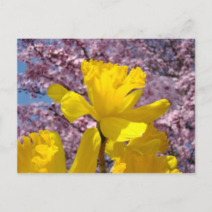 Frühlingspostkarten Daffodische Blume Rosa Blüten Postkarte