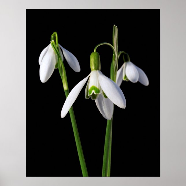 Frühlingsprossen Eternal Poster (Vorne)