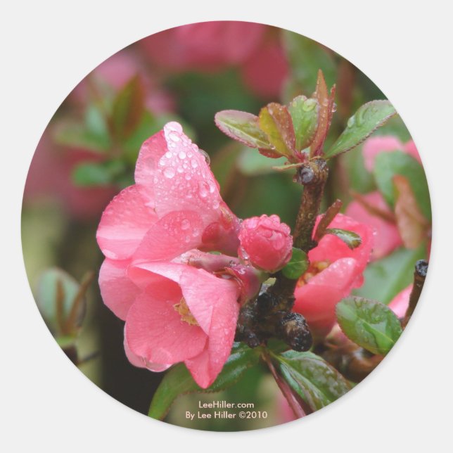 Frühlingsrosa blühende Ruhe Runder Aufkleber (Vorderseite)