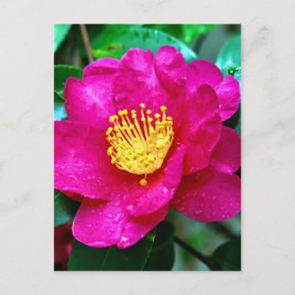 Frühlingsrosa Postkarte