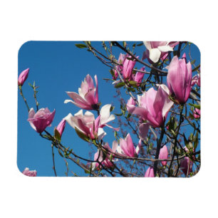 Frühlingsrosafarbene Magnolienblüten am blauen Him Magnet