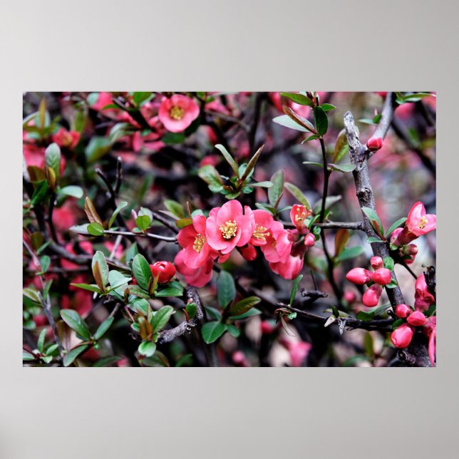 Frühlingsrosenblüte Poster (Vorne)