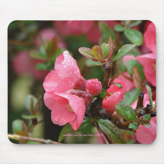 Frühlingsrote Blütenquitte Mousepad (Vorne)