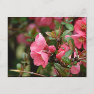 Frühlingsrote Blütenquitte Postkarte