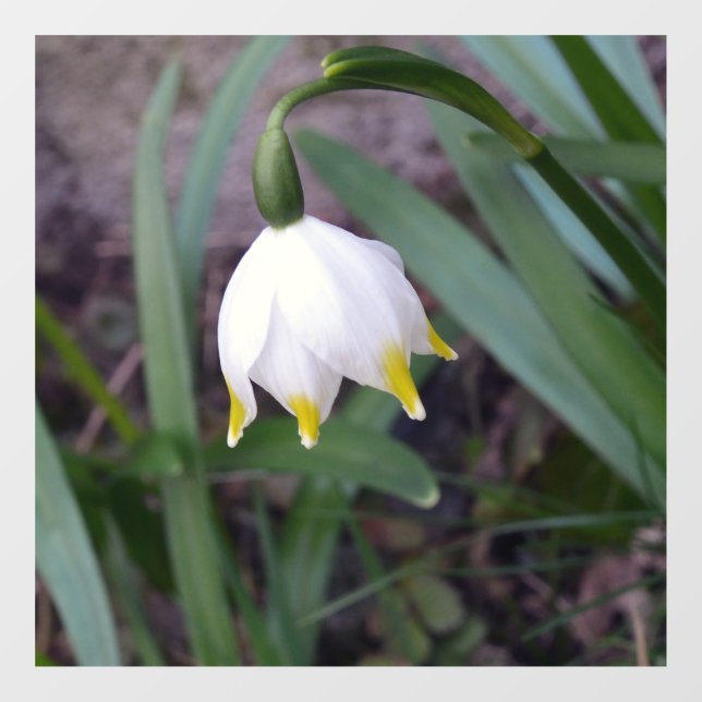 Frühlingssnowflake Leucojum Blume Fensteraufkleber (Blatt)