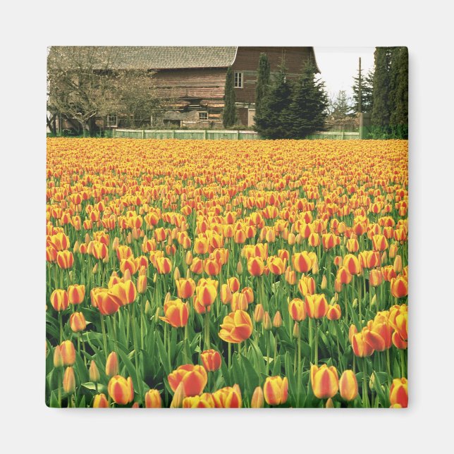 Frühlingssulpen blühen vor der alten Scheune. Magnet (Vorne)