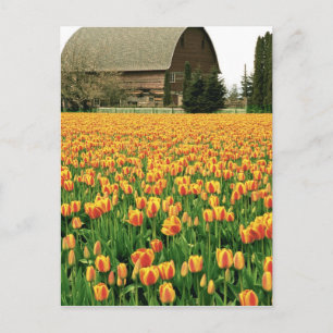 Frühlingssulpen blühen vor der alten Scheune. Postkarte